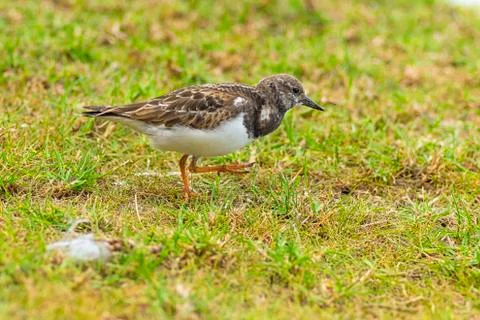 Ruddy turnstone walking along the grass along the water Stock Photos