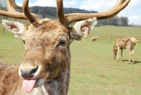Rude deer Stock Photos