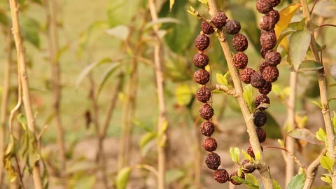 Rudraksha Stock Footage 101745441