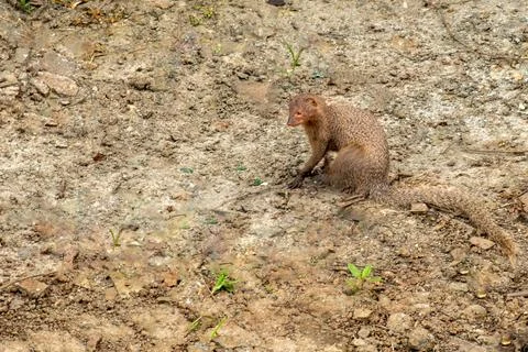 Rudy Mongoose Stock Photos