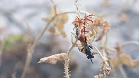 Rudy-tailed wasps Stock Footage 342466517
