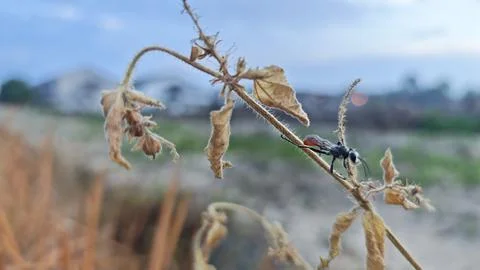 Rudy-tailed wasps 写真素材