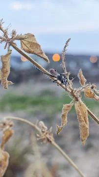 Rudy-tailed wasps 写真素材