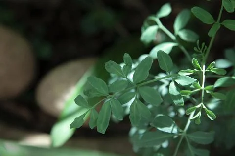 Rue herb Stock Photos