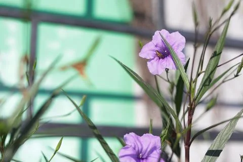 Ruelia simplex Stock Photos