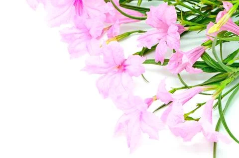 Ruellia Stock Photos