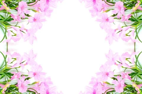 Ruellia Stock Photos