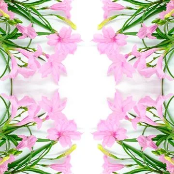 Ruellia Stock Photos