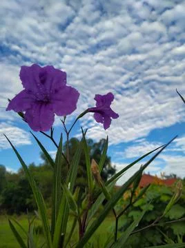 Ruellia simplex C. Wright is a herbaceous plant. Stock Photos