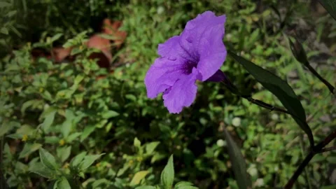 Ruellia simplex Stock Footage 171254317