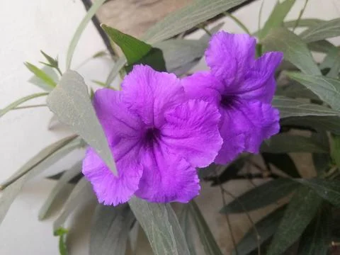 Ruellia simplex Stock Photos