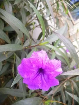 Ruellia simplex Stock Photos