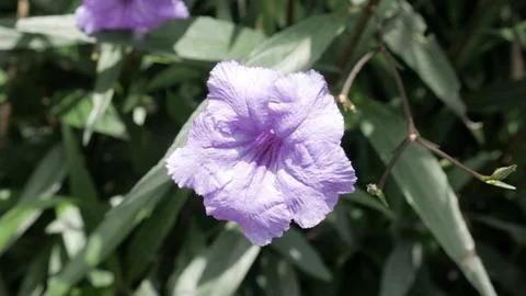 Ruellia Simplex Stock Photos