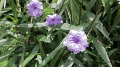 Ruellia Simplex Stock Photos