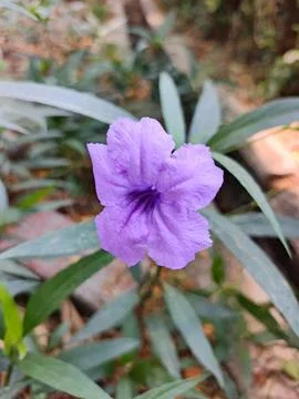 Ruellia simplex Stock Photos