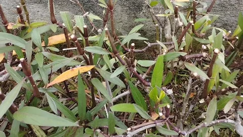 Ruellia simplex plants exposed to the breeze are very beautiful Stock Footage 228805663