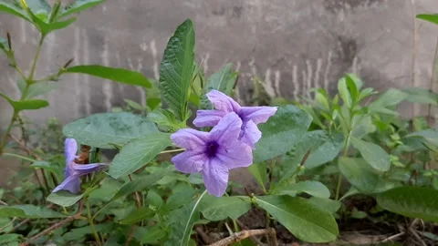 Ruellia tuberosa Video stock 243002145