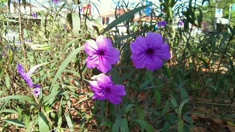 Ruellia tuberosa Stock Footage 314068539