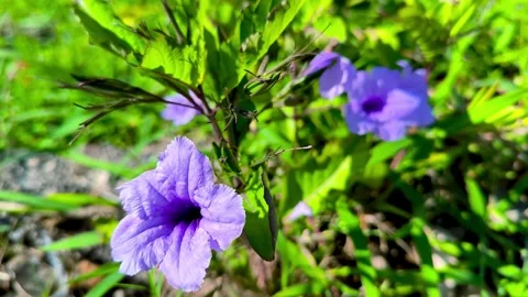 Ruellia tuberosa. Stock Footage 337592209