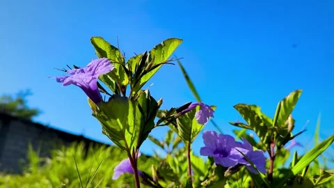 Ruellia tuberosa. Stock Footage 337592232