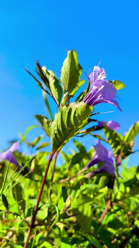 Ruellia tuberosa. Stock Footage 337592320