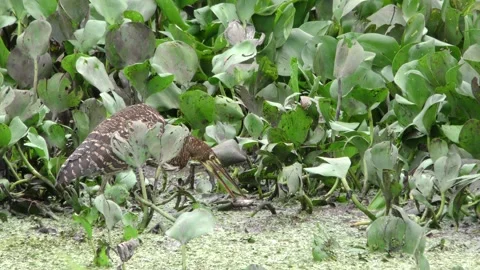 Rufescent Tiger Heron Bird Capture Carrying Shaking Fish in Pantanal Wetland Vidéo 133609458
