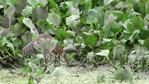 Rufescent Tiger Heron Bird Predation Capture Carrying Shaking Fish Prey Food Vidéo 133609323