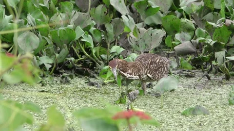 Rufescent Tiger Heron Bird Predator Carnivore Capture Carrying Shaking Fish Prey Vidéo 133609166
