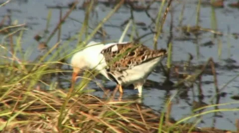 Ruff 1 Stock Footage 18189131