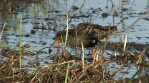 Ruff and lapwing Stock Footage 18189164