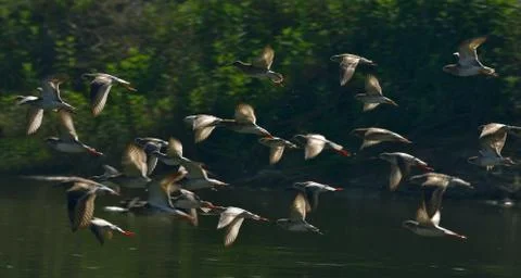 Ruff bird team Stock Photos