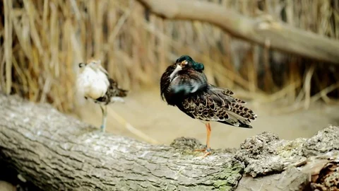 Ruff (Calidris pugnax) Stock Footage