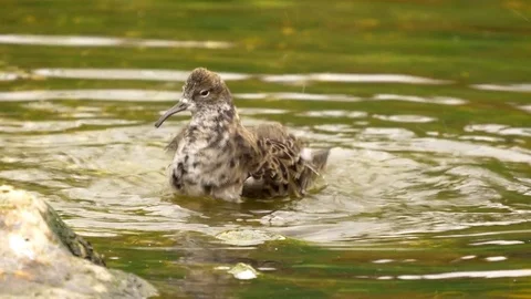 Ruff female (reeve) bathing in shallow pool before flying out of frame Stock Footage 82656099