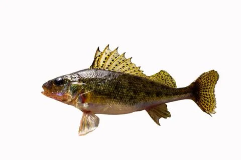 Ruff fish isolated on white background Foto stock