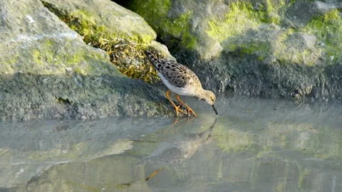 Ruff Stock Footage 250044860