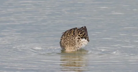 Ruff Stock Footage 331517069