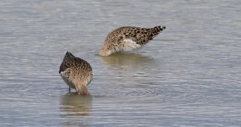 Ruff Video stock 331990083