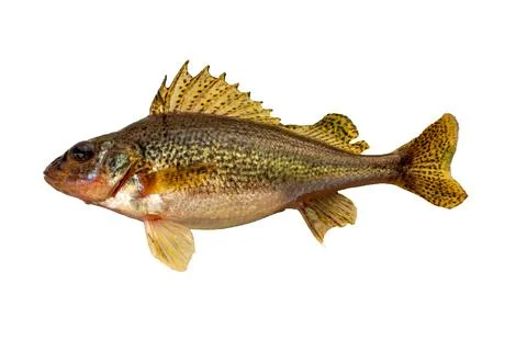 Ruff isolated on a white background. Stock Photos