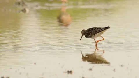 Ruff or Philomachus pugnax looking for food. 4K slow motion, 120 fps Stock Footage 234237285