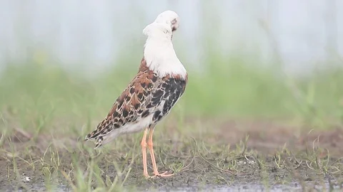 Ruff, Philomachus pugnax, Stock Footage 98314184
