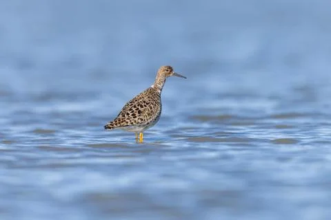 Ruff on a Pond Stock Photos