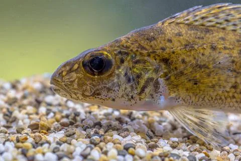 Ruffe Fish on Sandy Riverbed, River Reest, Netherlands Stock Photos