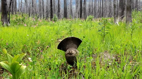 Ruffed grouse 2 Stock Footage 1078488