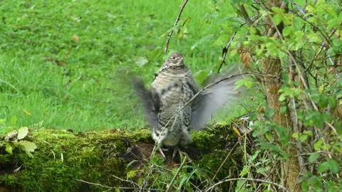 Ruffed Grouse 2930 Stock Footage 294102965