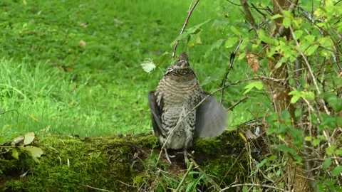 Ruffed Grouse 2933 Stock Footage 294103019