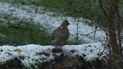 Ruffed Grouse 3355 Stock Footage 294103307