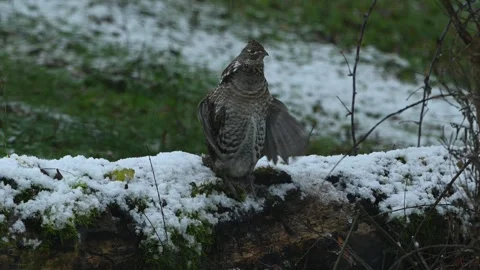 Ruffed Grouse 3356 Stock Footage 294103347