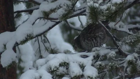 Ruffed Grouse Bird Perched in Tree in Yellowstone Winter Snow Stock-Footage 221791928