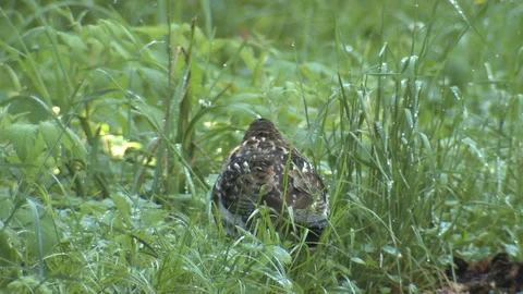 Ruffed Grouse Bird Walking in Plants in Forest in Summer in Canada Stock Footage 128177462