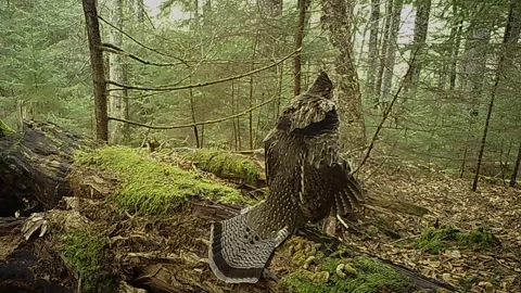 Ruffed Grouse Drumming on First Day of Spring Stock Footage 304960887